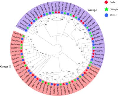 Genome-wide analysis of OFP gene family in pepper (Capsicum annuum L.)